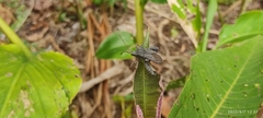 Camptischium