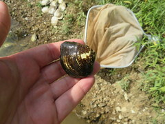 Truncilla truncata