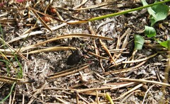 Cicindela longilabris