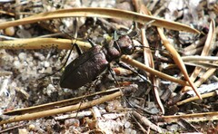 Cicindela longilabris