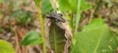 Camptischium
