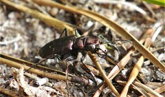 Cicindela longilabris