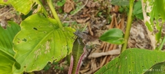 Camptischium