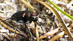 Cicindela longilabris