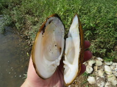 Cambarunio taeniatus