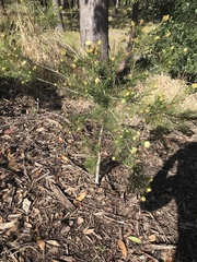 Melaleuca ericifolia