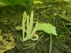 Clavaria