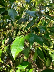 Ficus ampelos