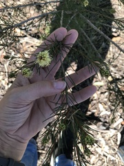Melaleuca ericifolia