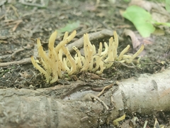 Clavaria