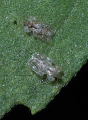 Corythucha marmorata