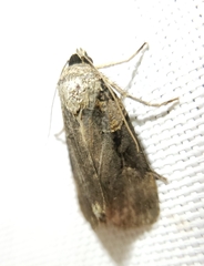 Pseudohermonassa bicarnea