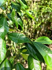 Ficus ampelos
