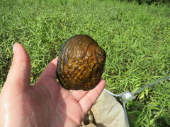 Cyclonaias tuberculata