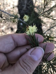 Melaleuca ericifolia