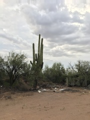 Carnegiea gigantea
