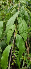 Monnina