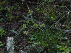 Cyperus lupulinus
