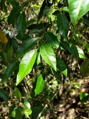 Ficus ampelos