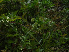 Cyperus lupulinus