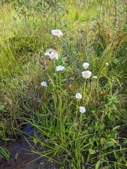 Eriophorum virginicum