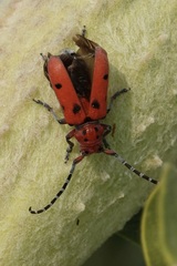 Tetraopes femoratus