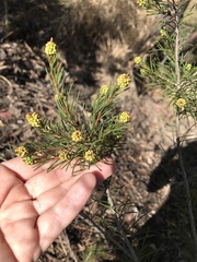 Melaleuca ericifolia