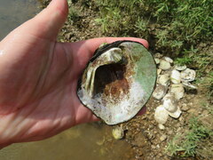 Cyclonaias tuberculata