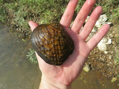 Cyclonaias tuberculata