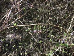 Fuchsia perscandens