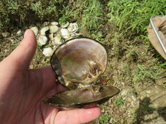 Cyclonaias tuberculata