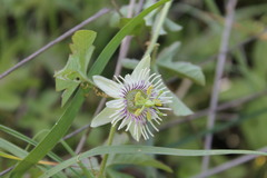 Passiflora bryonioides