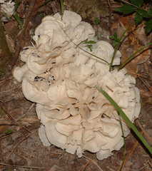 Sparassis spathulata