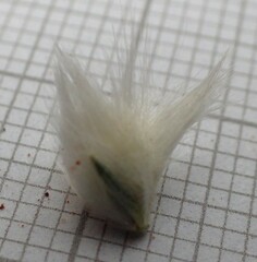 Krascheninnikovia lanata