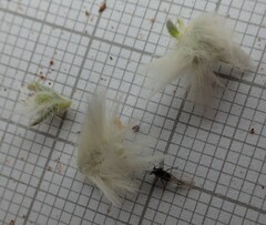 Krascheninnikovia lanata