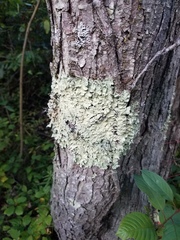 Flavoparmelia caperata