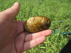 Cambarunio taeniatus