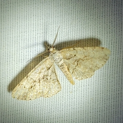 Anavitrinella pampinaria