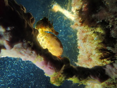 Hippocampus abdominalis