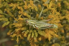 Hesperotettix viridis