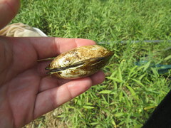 Cambarunio taeniatus