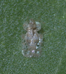 Corythucha marmorata