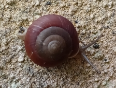 Quantula striata