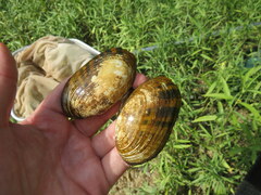 Cambarunio taeniatus