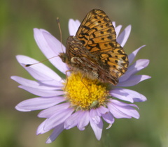 Boloria chariclea