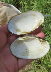 Cambarunio taeniatus