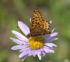 Boloria chariclea