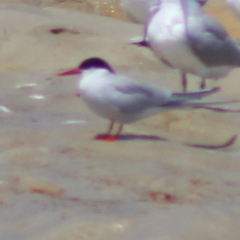 Sterna hirundinacea