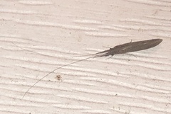 Oecetis