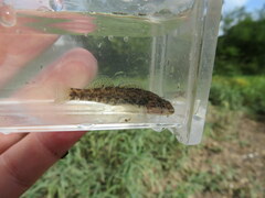 Etheostoma caeruleum